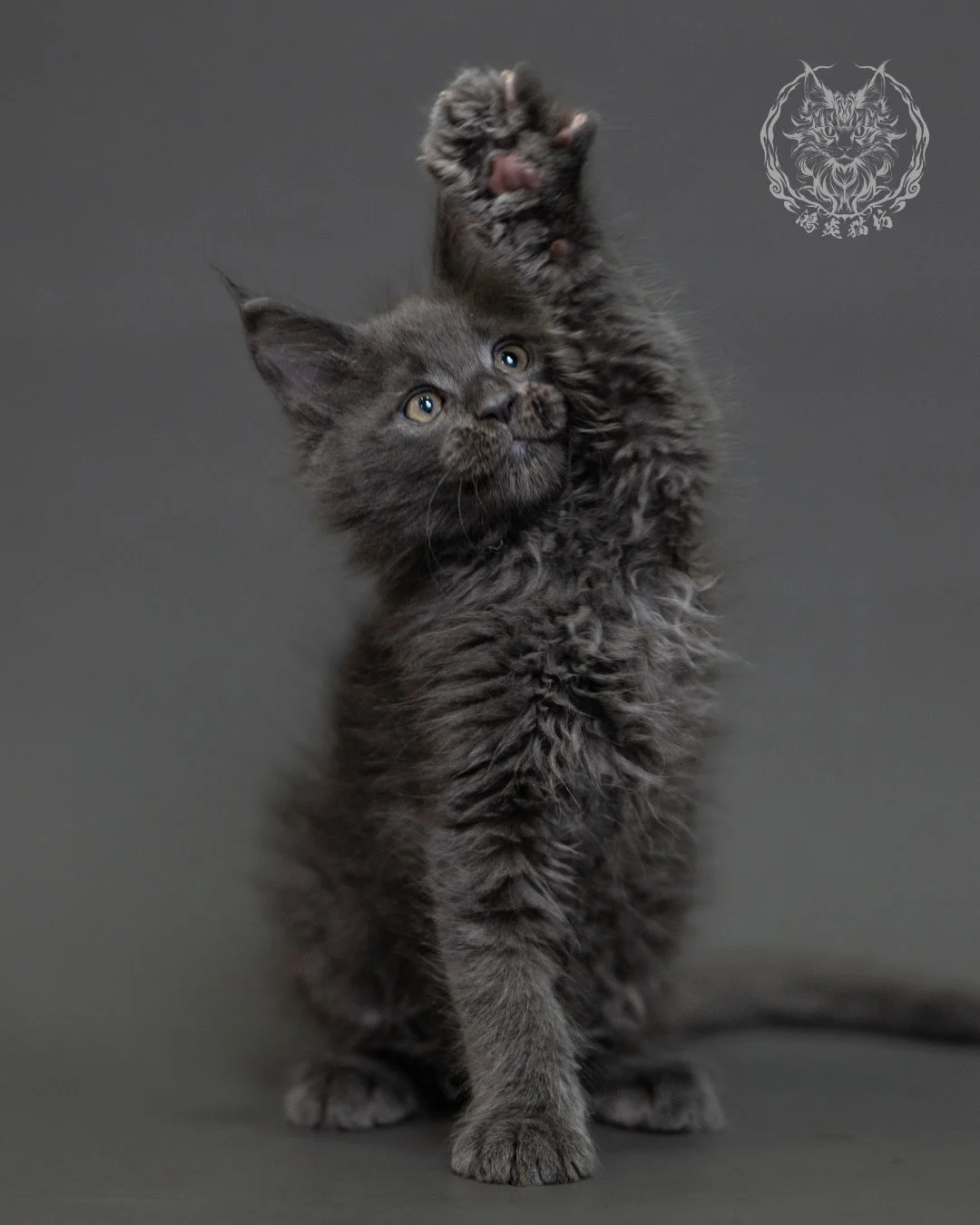 鴻炎貓坊藍煙燻緬因貓2個月特寫，blue Smoke Maine Coon Kitten 13