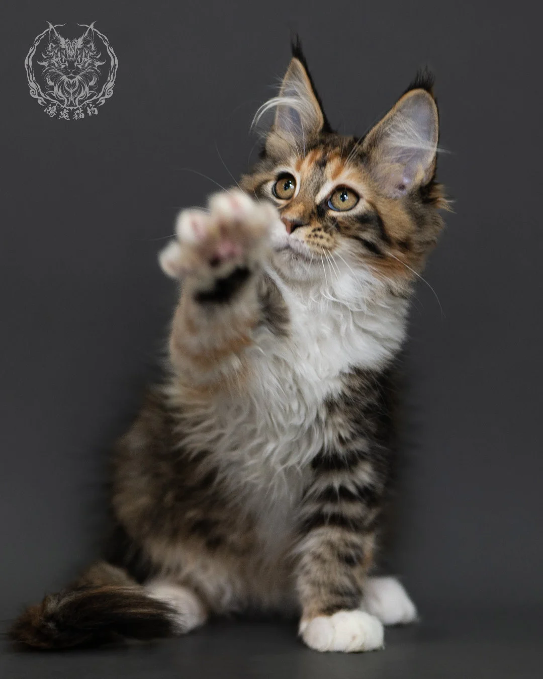 玳帽虎斑緬因貓 Tortie Tabby Maine Coon 3months Cattery Taichung 14