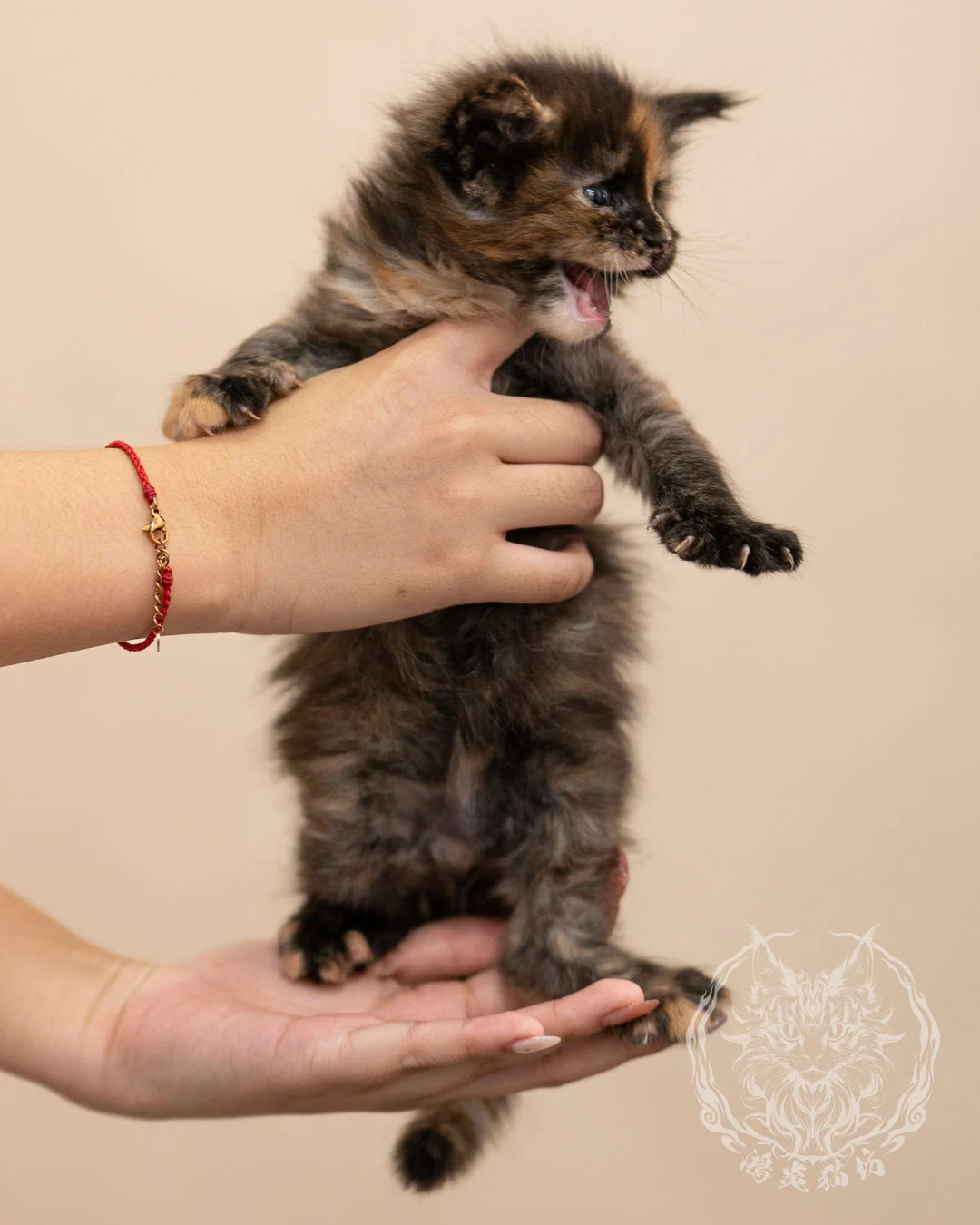 黑玳帽緬因貓 Black Tortie Masked Maine Coon 4weeks Closeup 8
