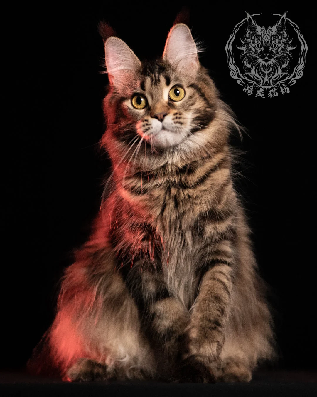 棕虎斑緬因貓 Brown Tabby Maine Coon 13months Closeup 13