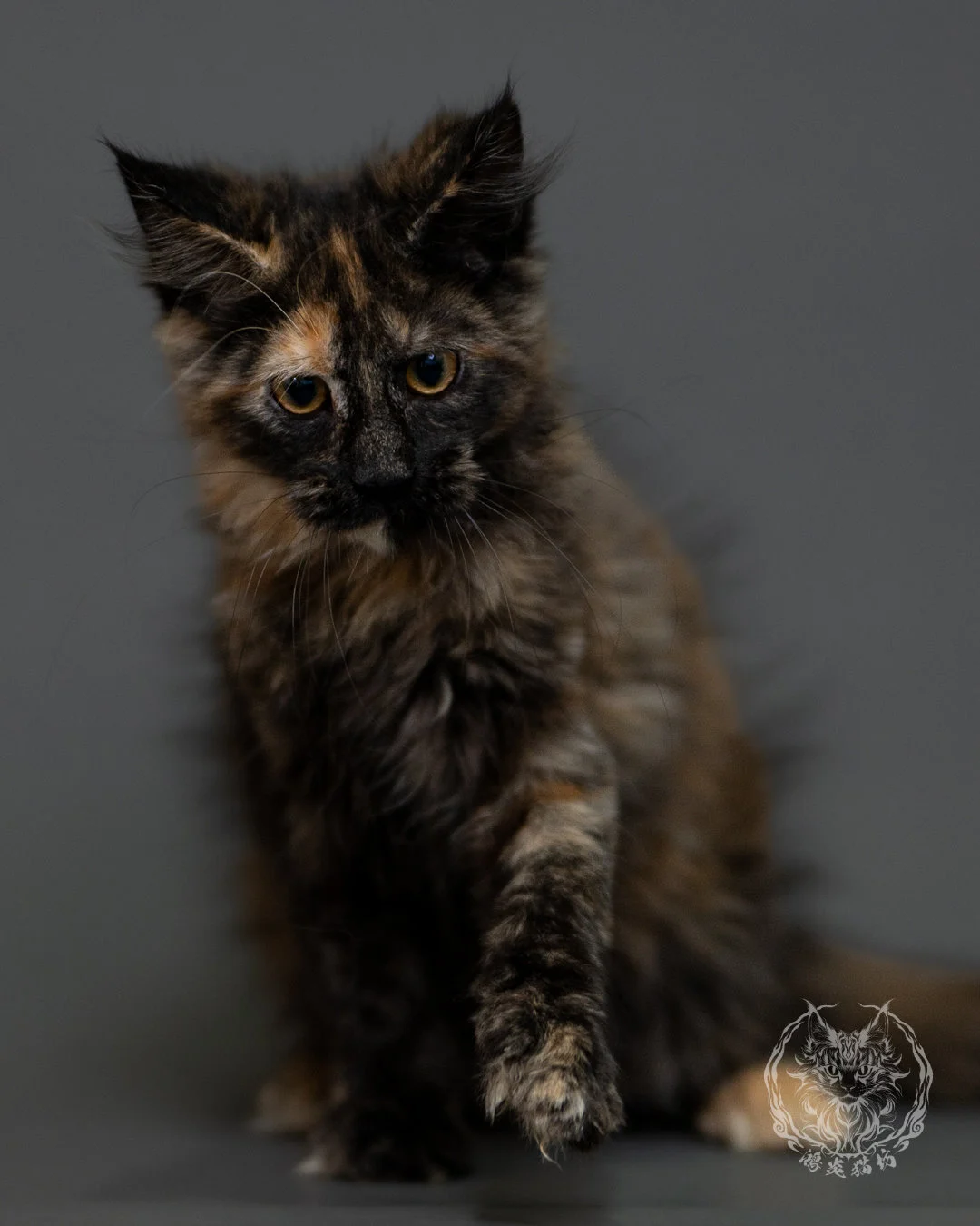 黑玳帽緬因貓 Tortoiseshell Maine Coon 3months Cattery Taichung 6