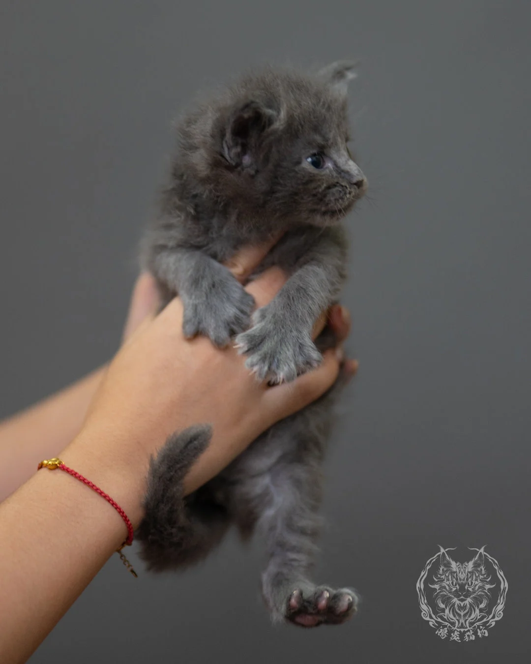 藍煙燻緬因貓 Blue Smoke Maine Coon 4weeks Closeup 1