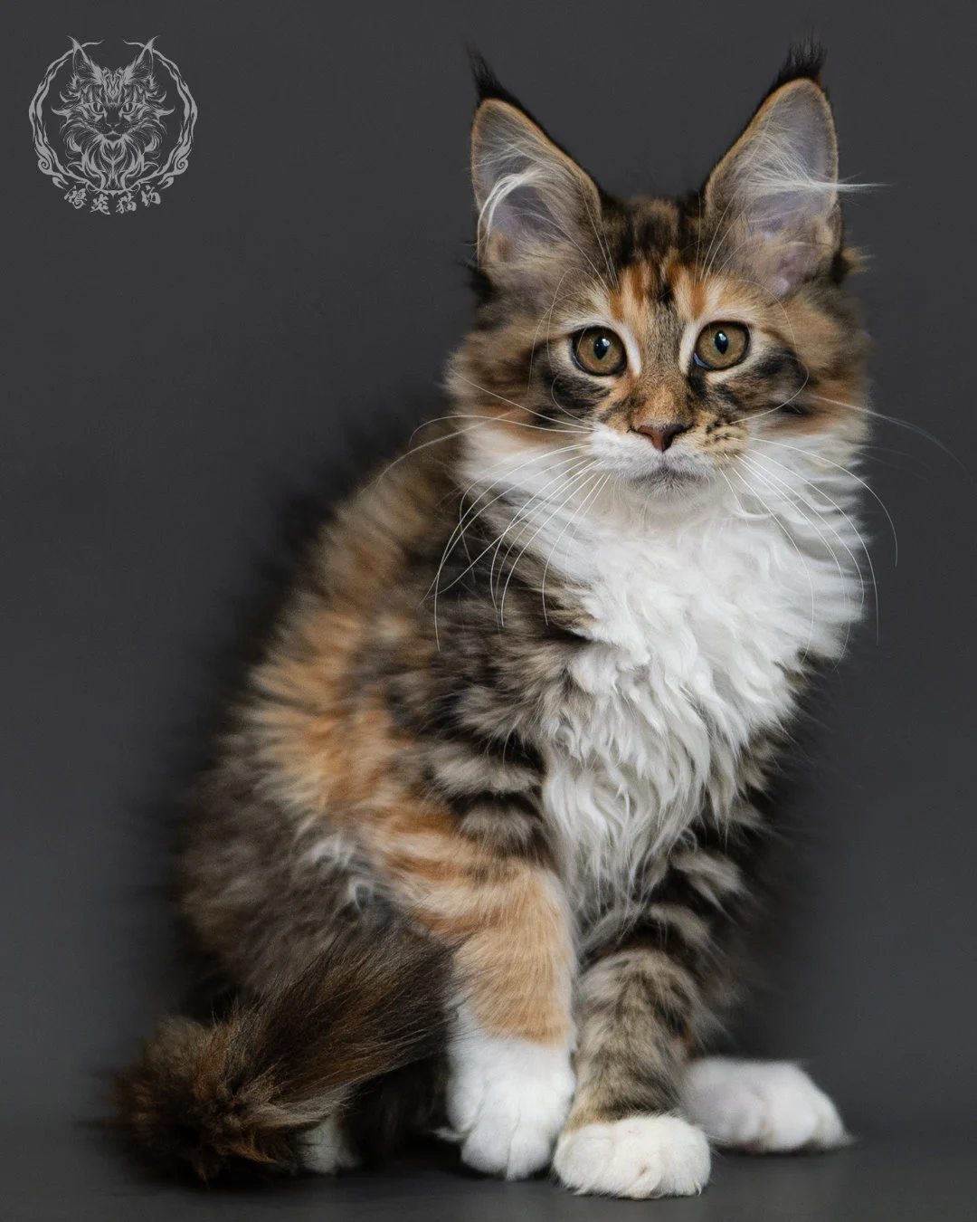 玳帽虎斑緬因貓 Tortie Tabby Maine Coon 3months Cattery Taichung 2