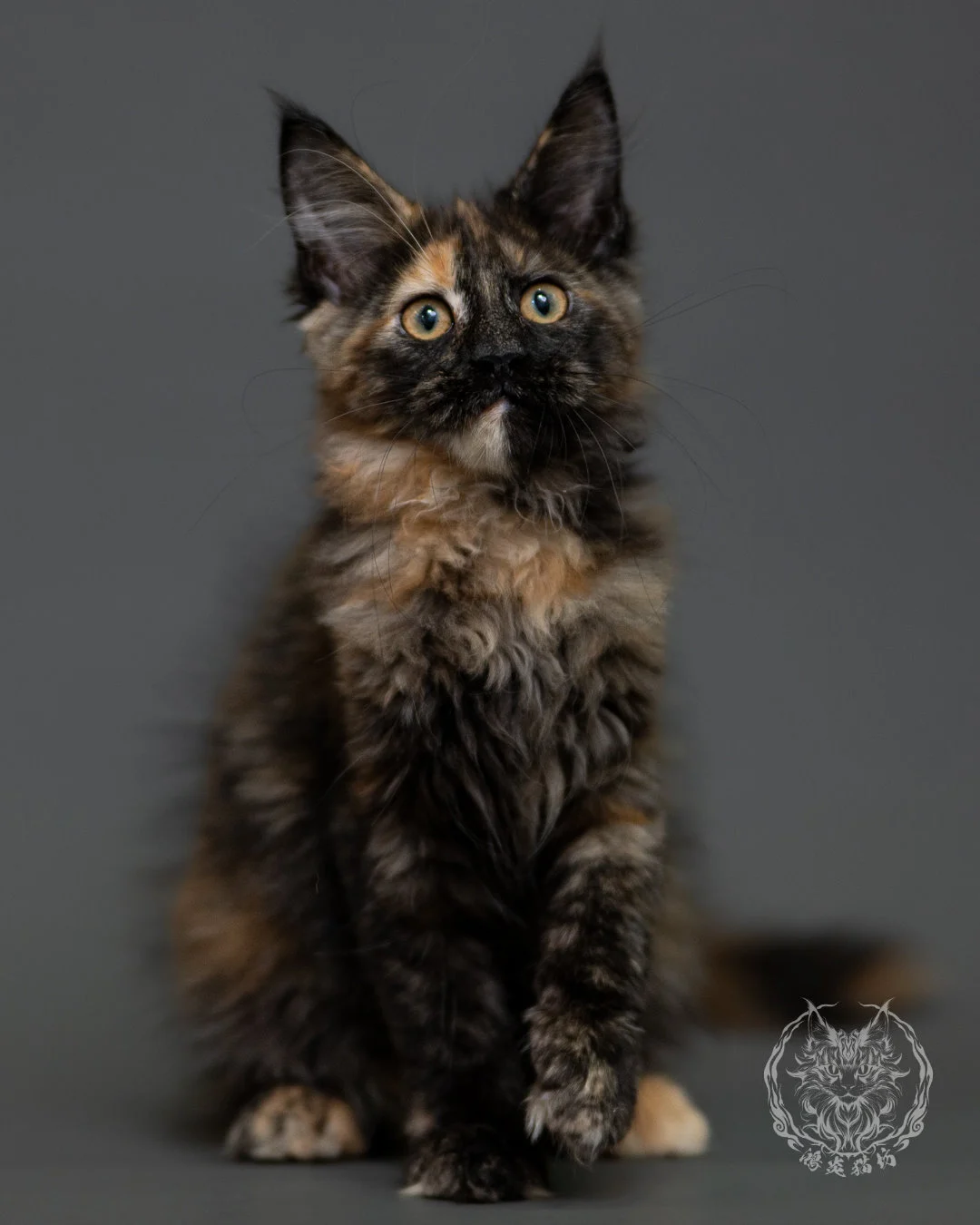 黑玳帽緬因貓 Tortoiseshell Maine Coon 3months Cattery Taichung 8