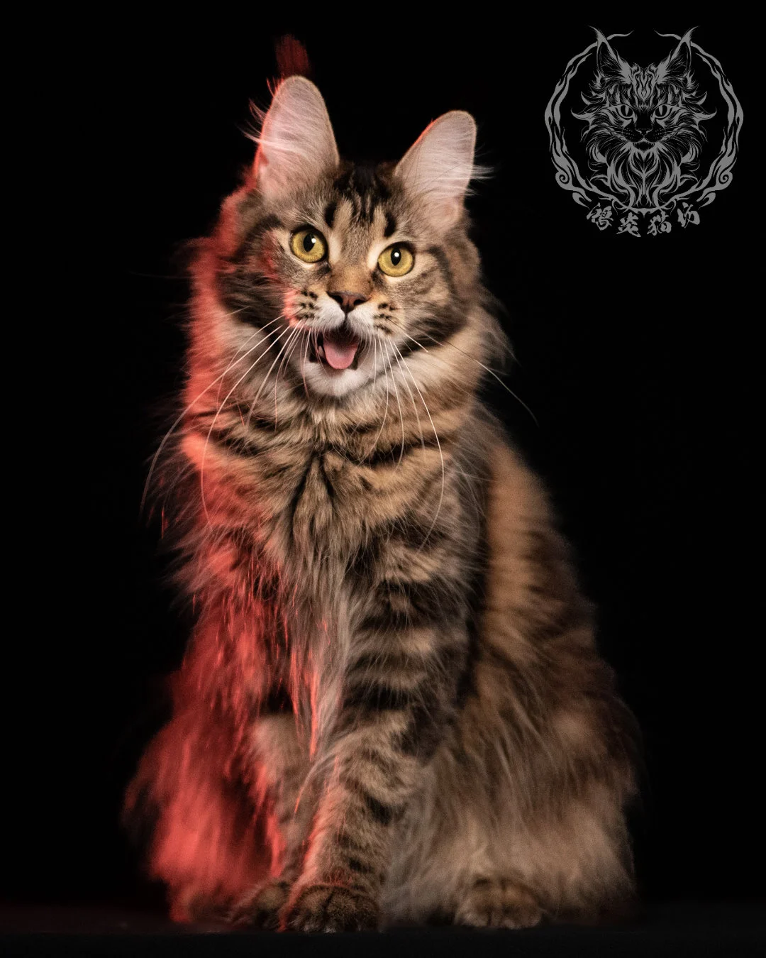 棕虎斑緬因貓 Brown Tabby Maine Coon 13months Closeup 20