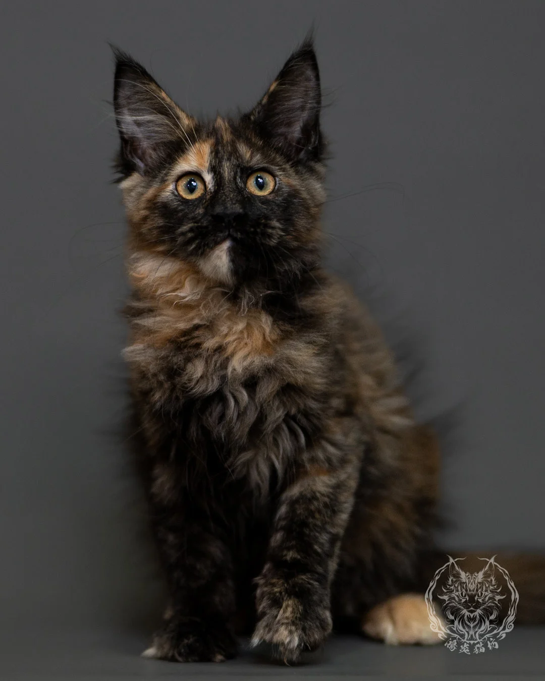 黑玳帽緬因貓 Tortoiseshell Maine Coon 3months Cattery Taichung 5