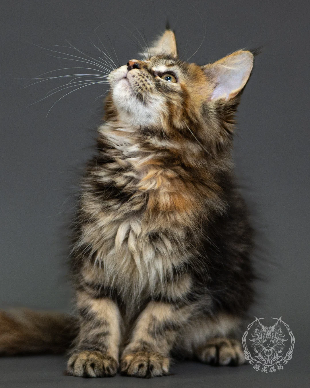 棕虎斑玳帽緬因貓 Brown Tabby Tortie Maine Coon 2months Closeup 12