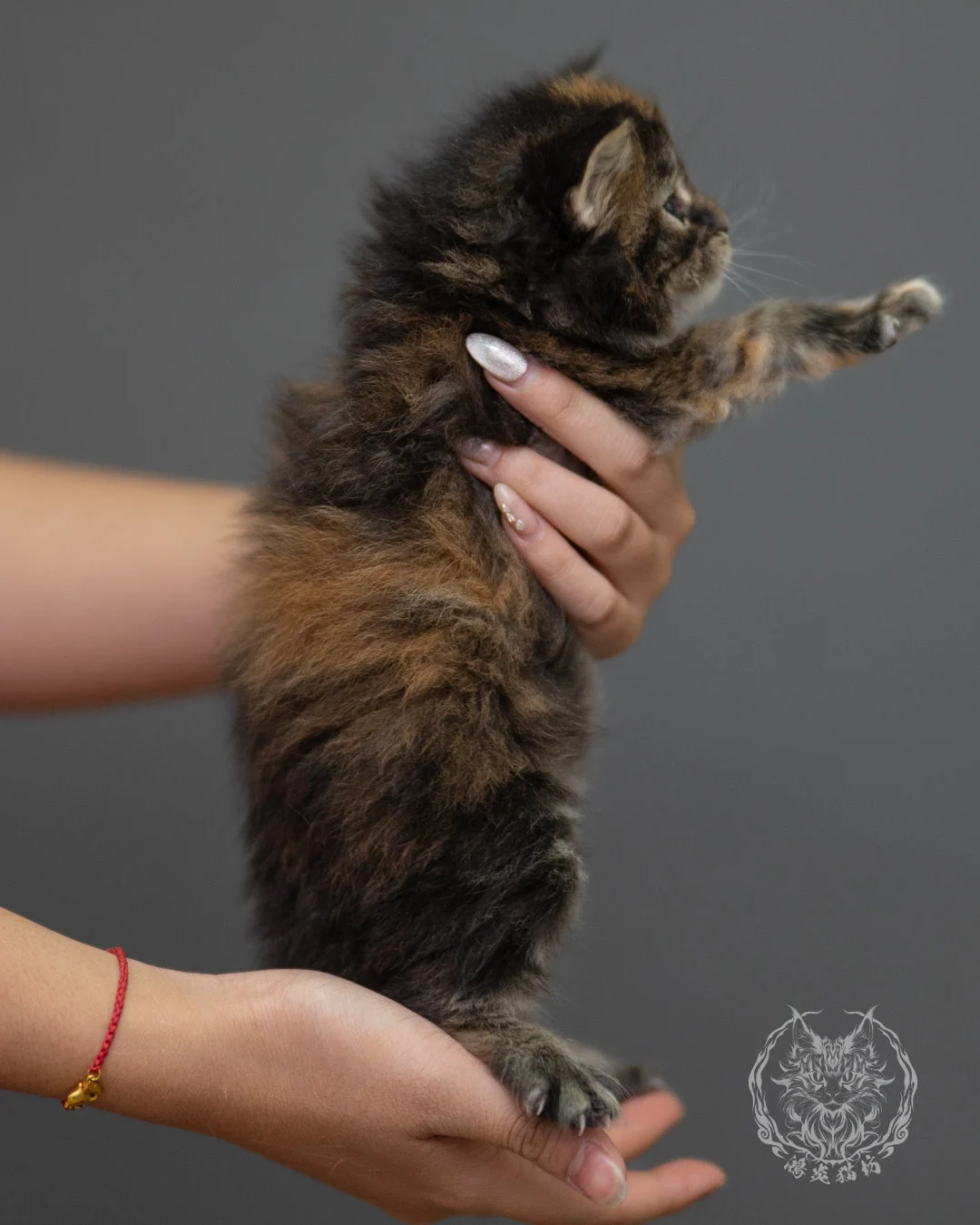 玳帽緬因貓 Black Tortie Maine Coon 4weeks Closeup 5