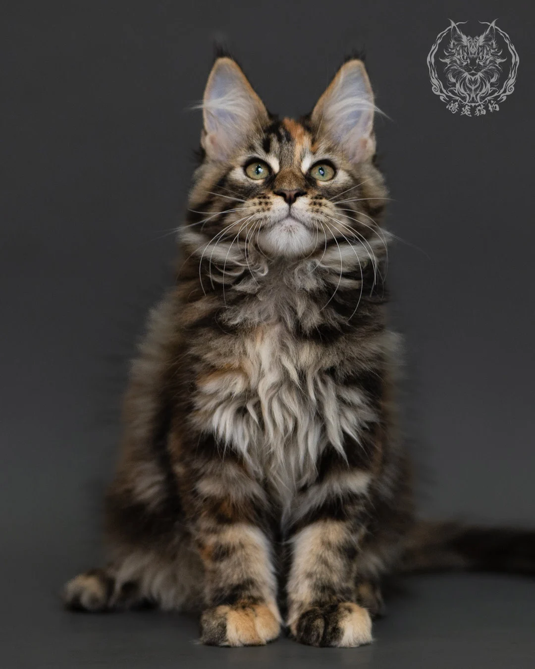 玳帽虎斑緬因貓 Tortie Tabby Maine Coon 3months Cattery Taichung 4