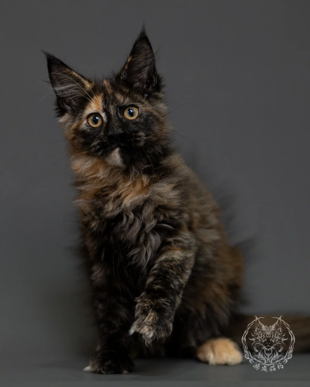 黑玳帽緬因貓 Tortoiseshell Maine Coon 3months Cattery Taichung 4
