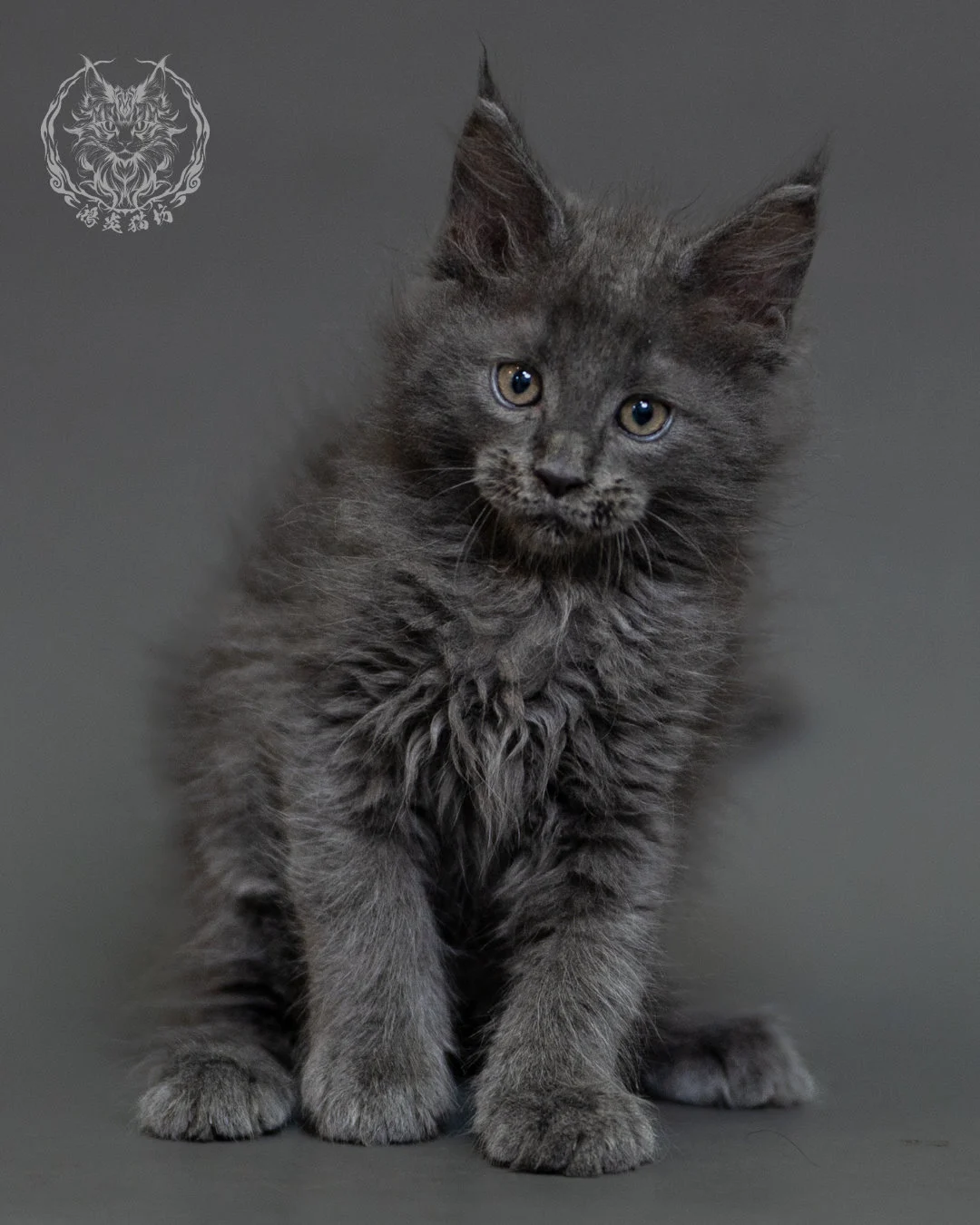 鴻炎貓坊藍煙燻緬因貓2個月特寫，blue Smoke Maine Coon Kitten 20
