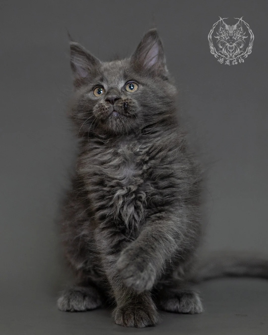 鴻炎貓坊藍煙燻緬因貓2個月特寫，blue Smoke Maine Coon Kitten 9