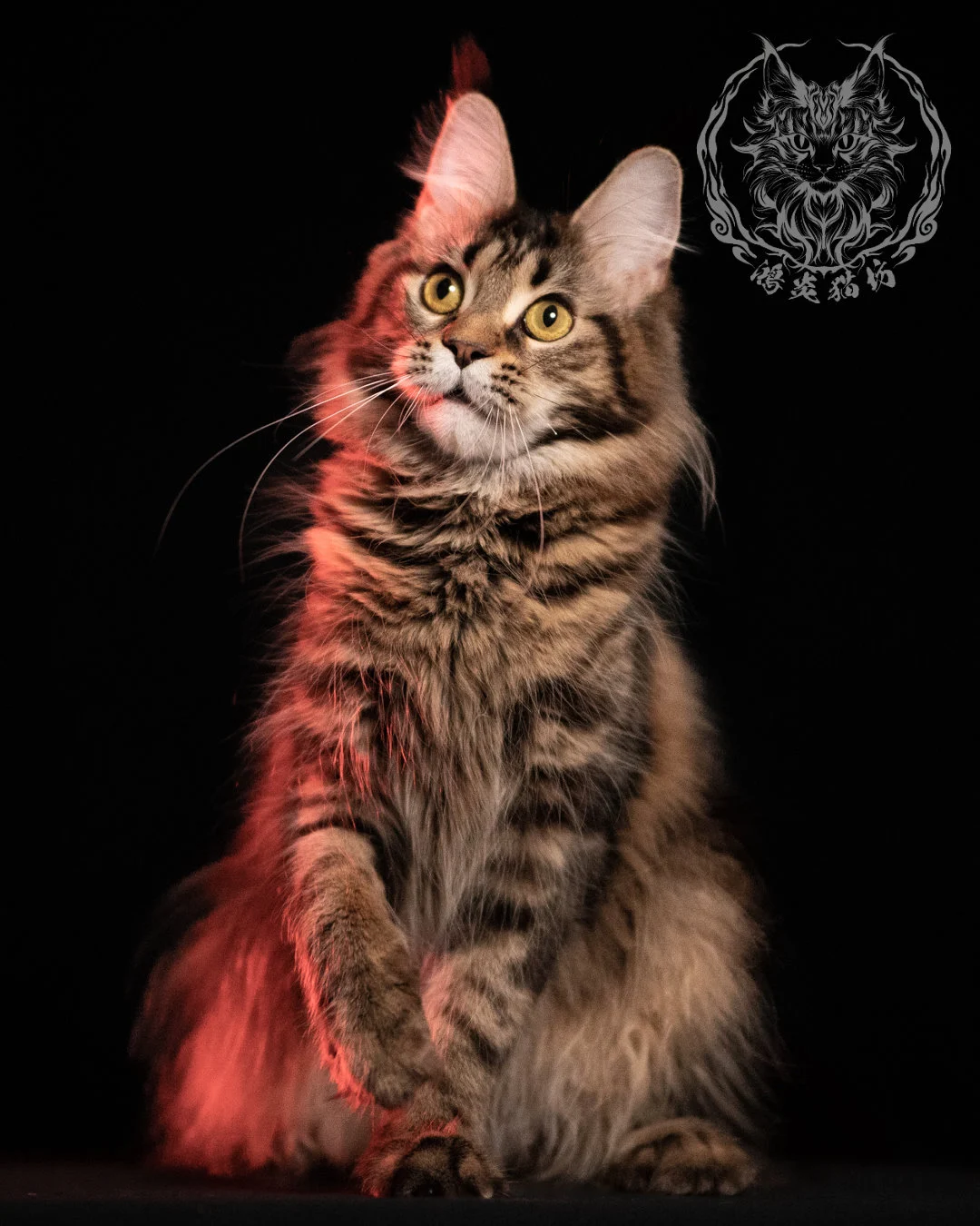 棕虎斑緬因貓 Brown Tabby Maine Coon 13months Closeup 17