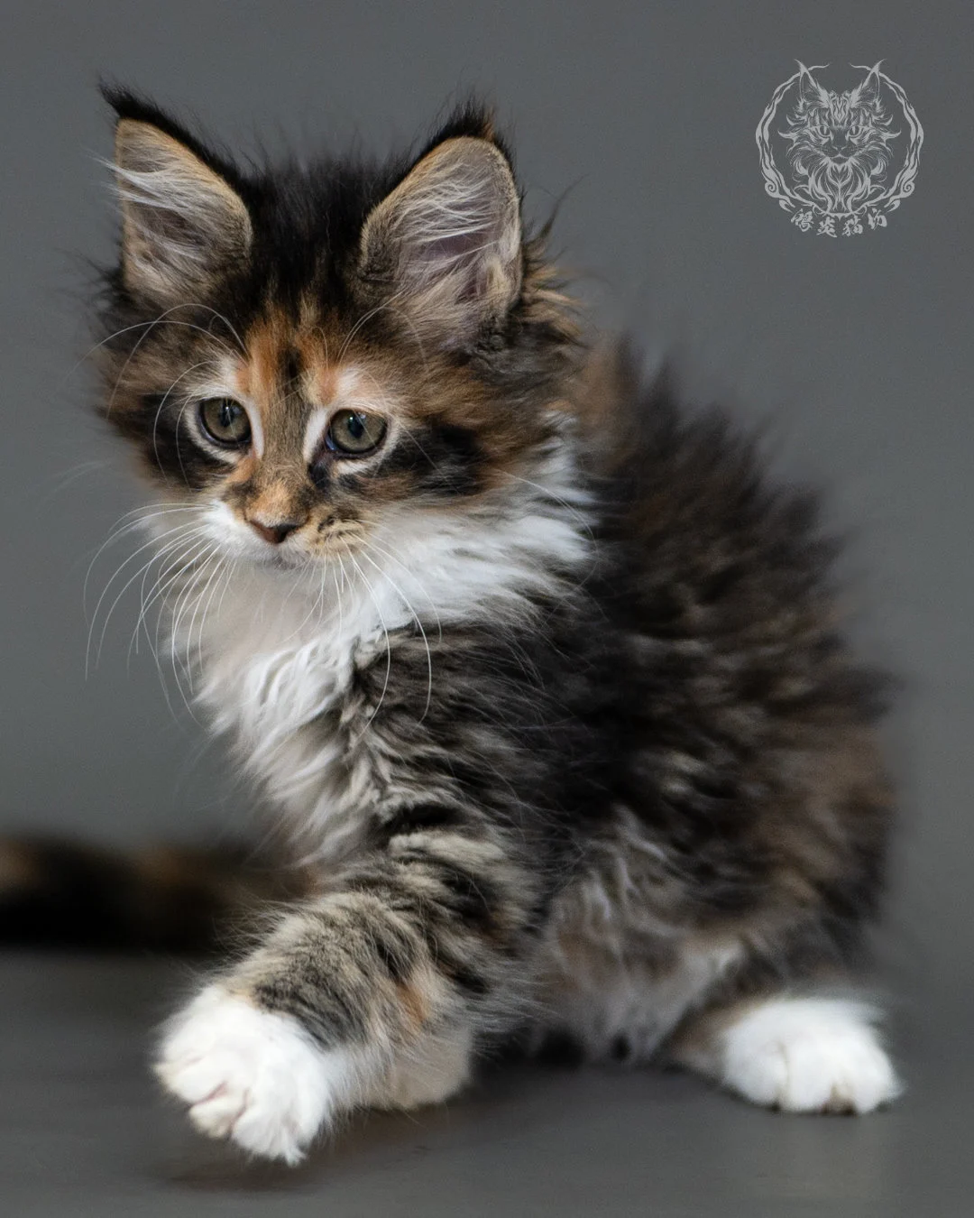 鴻炎貓坊棕虎斑玳帽緬因貓2個月,brown Torbie Maine Coon Kitten 15