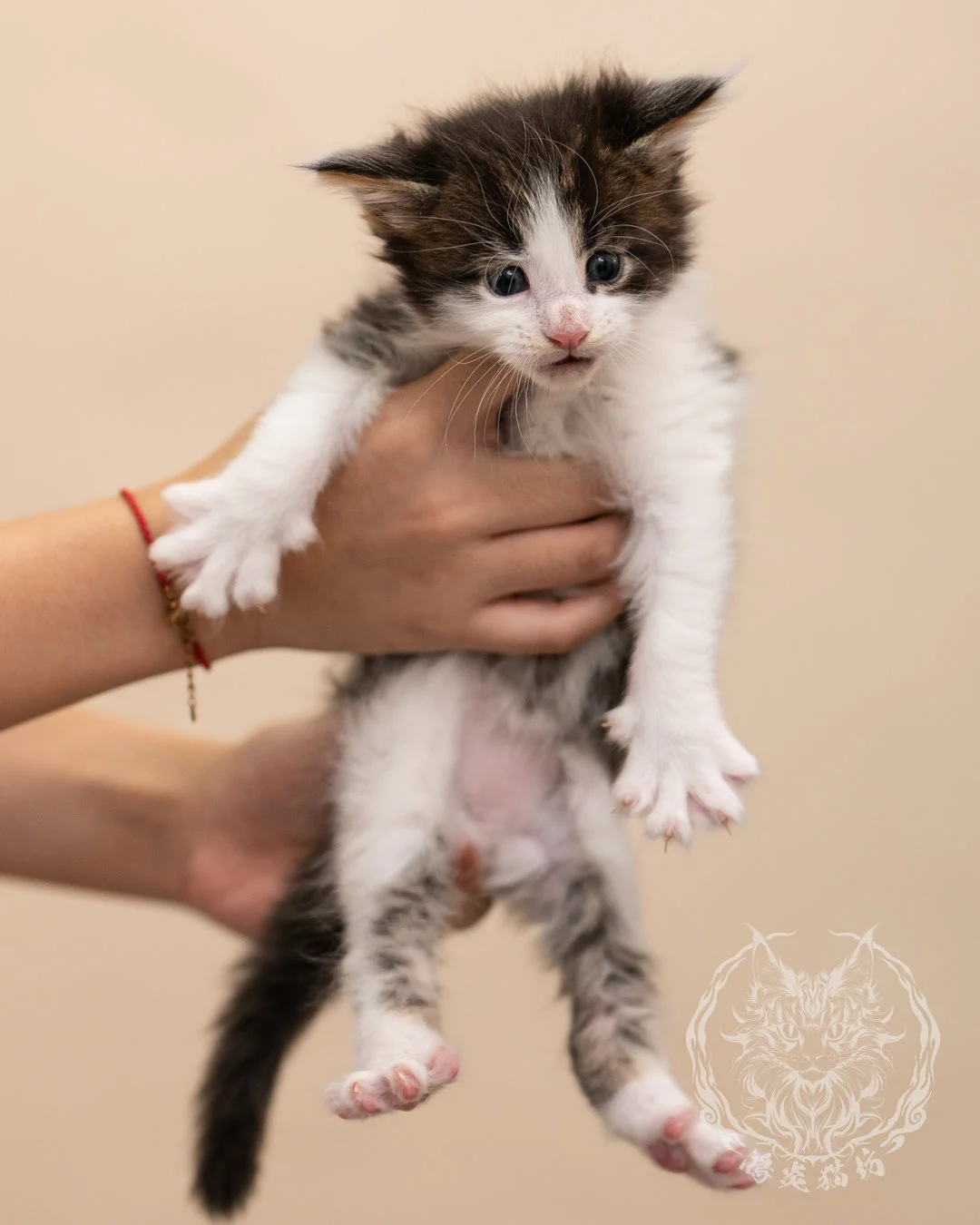 棕虎斑賓士緬因貓 Brown Tabby Bicolor Maine Coon 4weeks Closeup 3