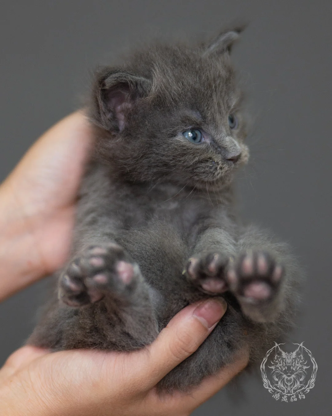 藍煙燻緬因貓 Blue Smoke Maine Coon 4weeks Closeup 13