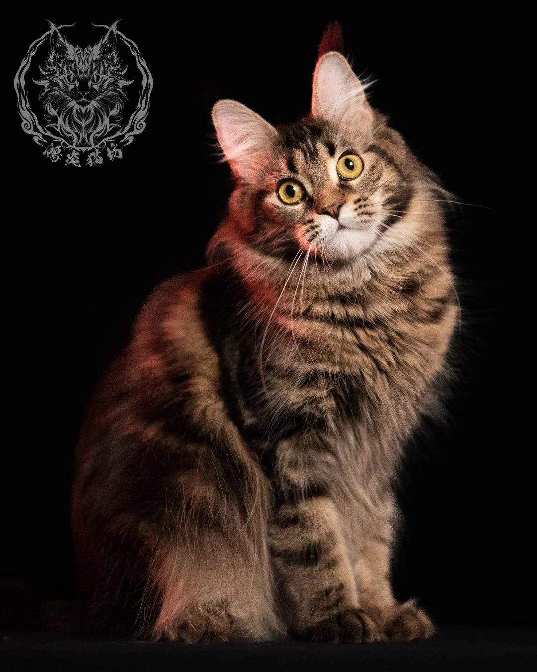 棕虎斑緬因貓 Brown Tabby Maine Coon 13months Closeup 4