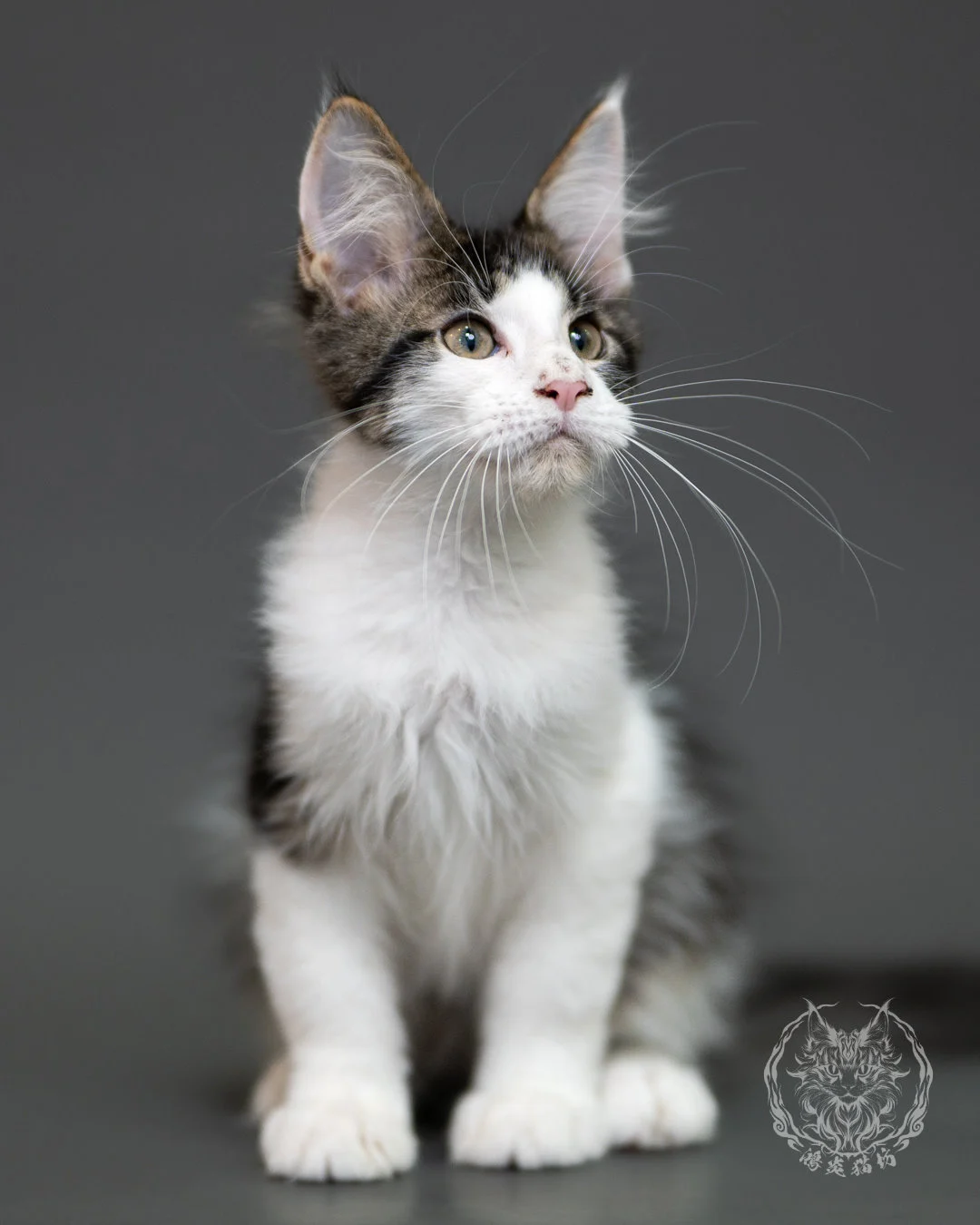 棕虎斑賓士緬因貓 Brown Tabby Maine Coon 3months Cattery Taichung 15
