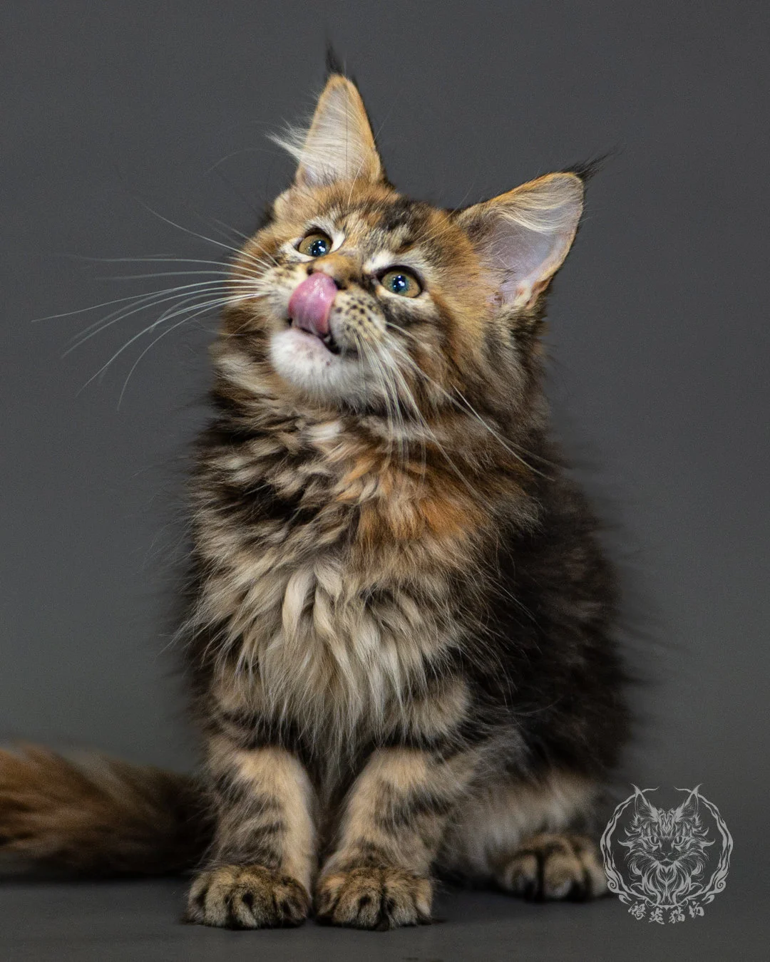 棕虎斑玳帽緬因貓 Brown Tabby Tortie Maine Coon 2months Closeup 13