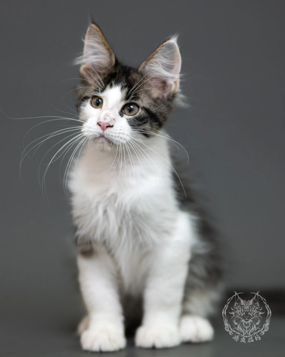 棕虎斑賓士緬因貓 Brown Tabby Maine Coon 3months Cattery Taichung 14