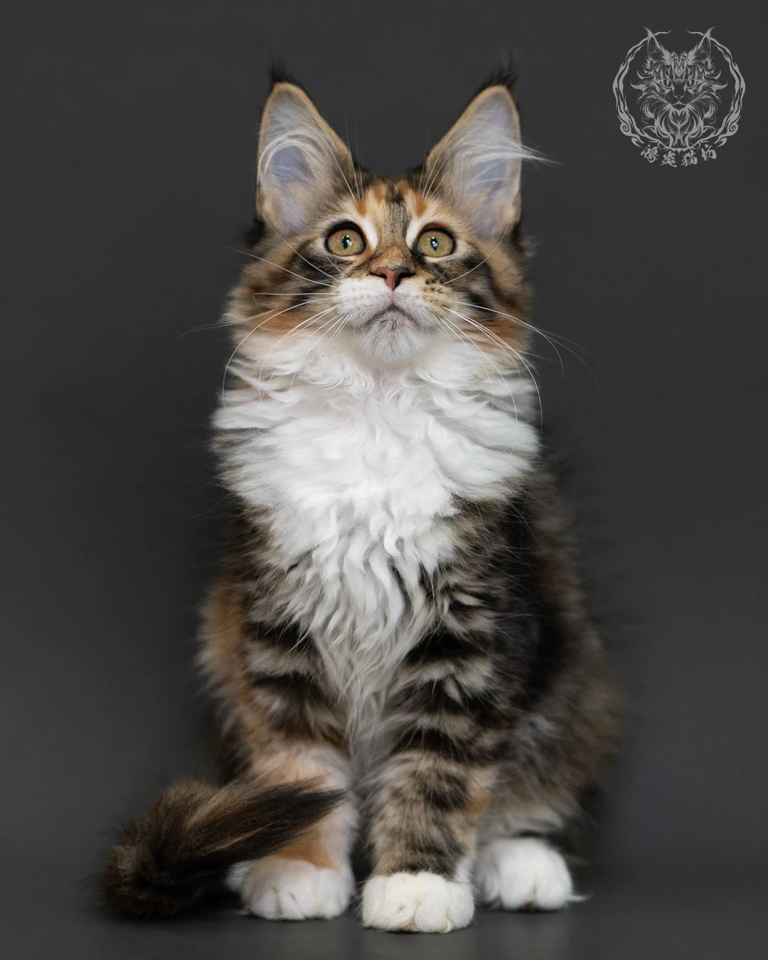 玳帽虎斑緬因貓 Tortie Tabby Maine Coon 3months Cattery Taichung 17