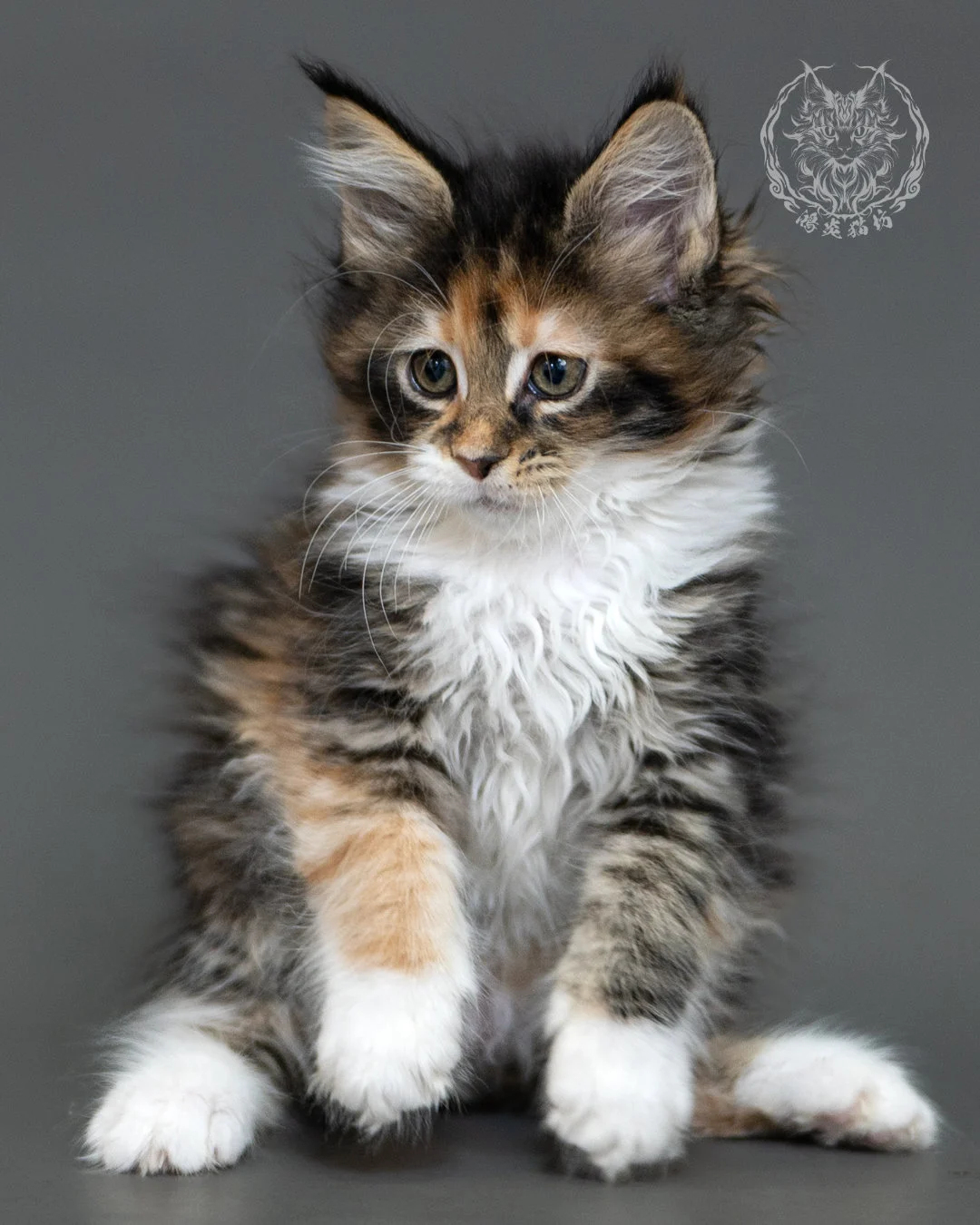 鴻炎貓坊棕虎斑玳帽緬因貓2個月,brown Torbie Maine Coon Kitten 9