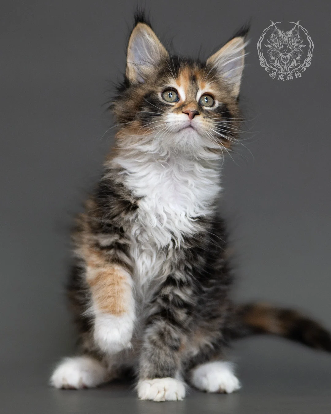 鴻炎貓坊棕虎斑玳帽緬因貓2個月,brown Torbie Maine Coon Kitten 3