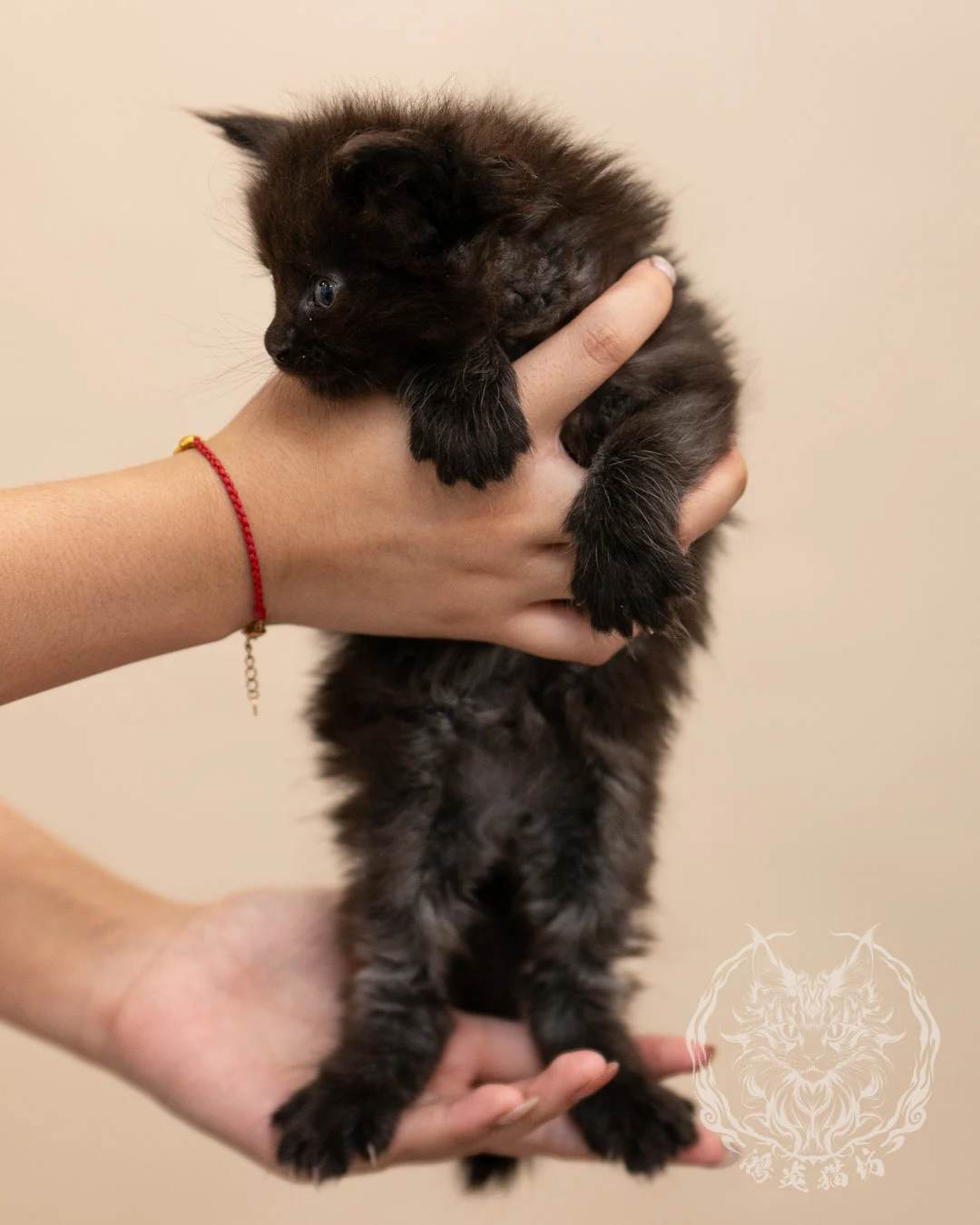 黑煙燻緬因貓 Black Maine Coon 4weeks Closeup 6