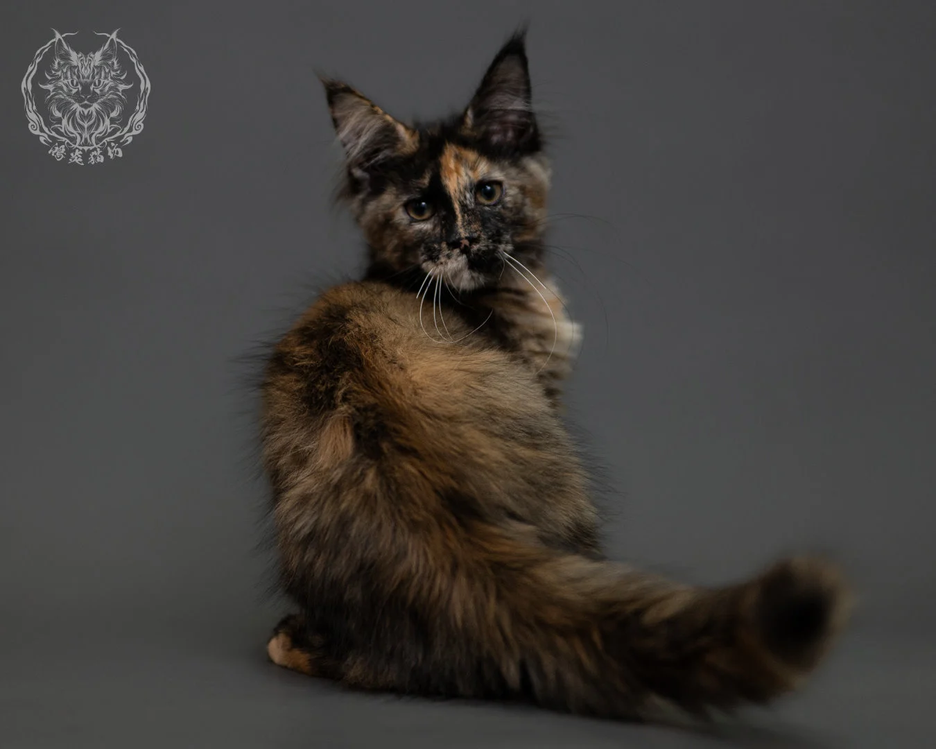 黑玳帽緬因貓 Tortoiseshell Maine Coon 3months Cattery Taichung 24