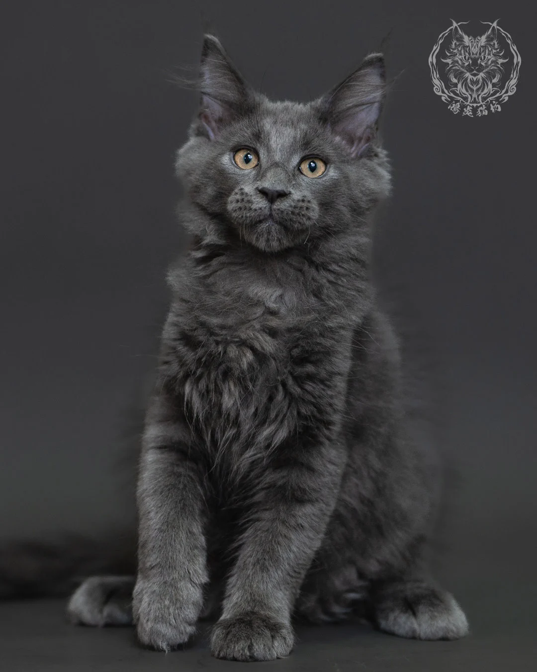 藍煙燻緬因貓 Blue Smoke Maine Coon 3months Cattery Taichung 18