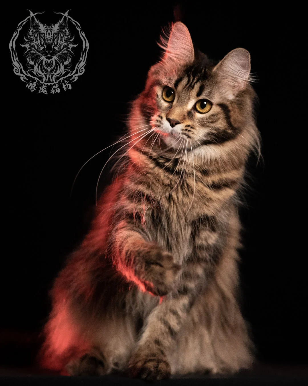 棕虎斑緬因貓 Brown Tabby Maine Coon 13months Closeup 15