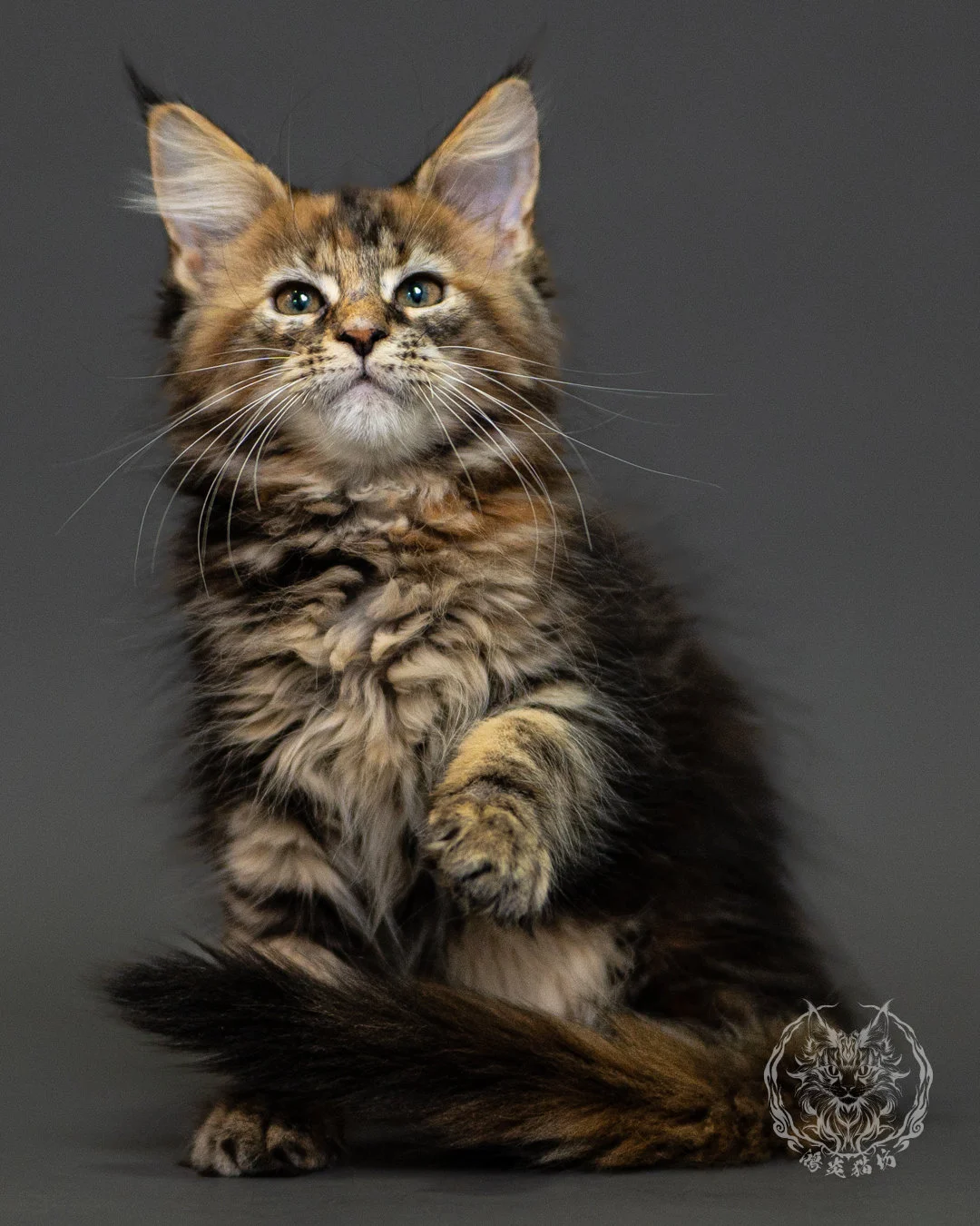 棕虎斑玳帽緬因貓 Brown Tabby Tortie Maine Coon 2months Closeup 1