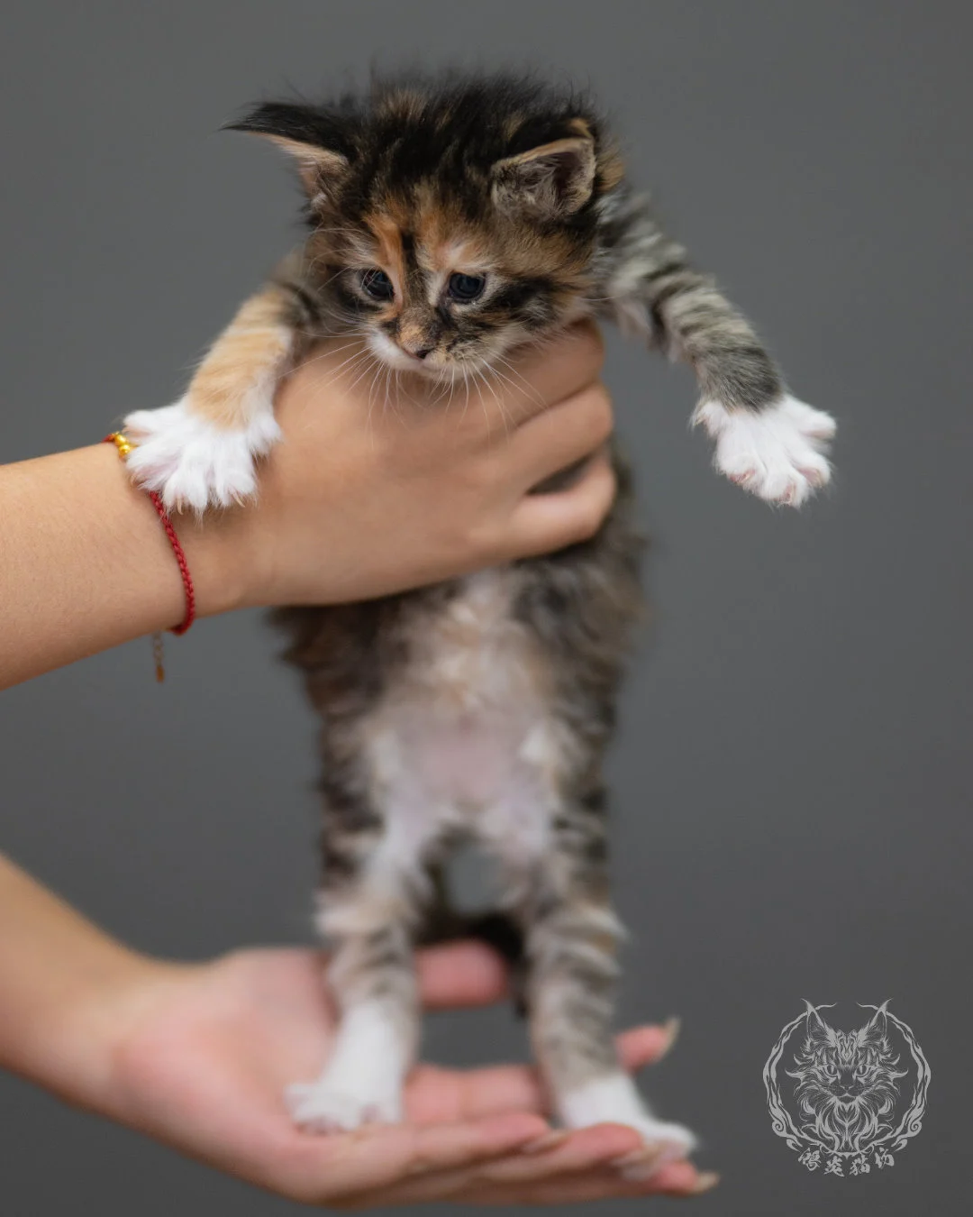 玳帽虎斑緬因貓 Black Tortie Maine Coon 4weeks Closeup 3