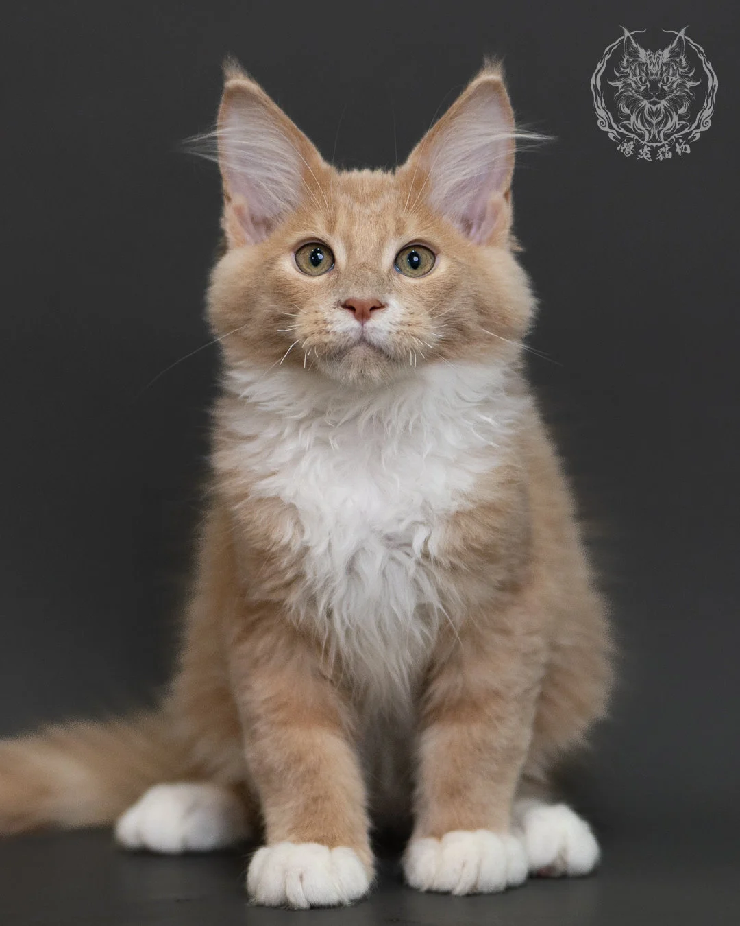 奶油虎斑緬因貓 Cream Tabby Maine Coon 3months Cattery Taichung 2