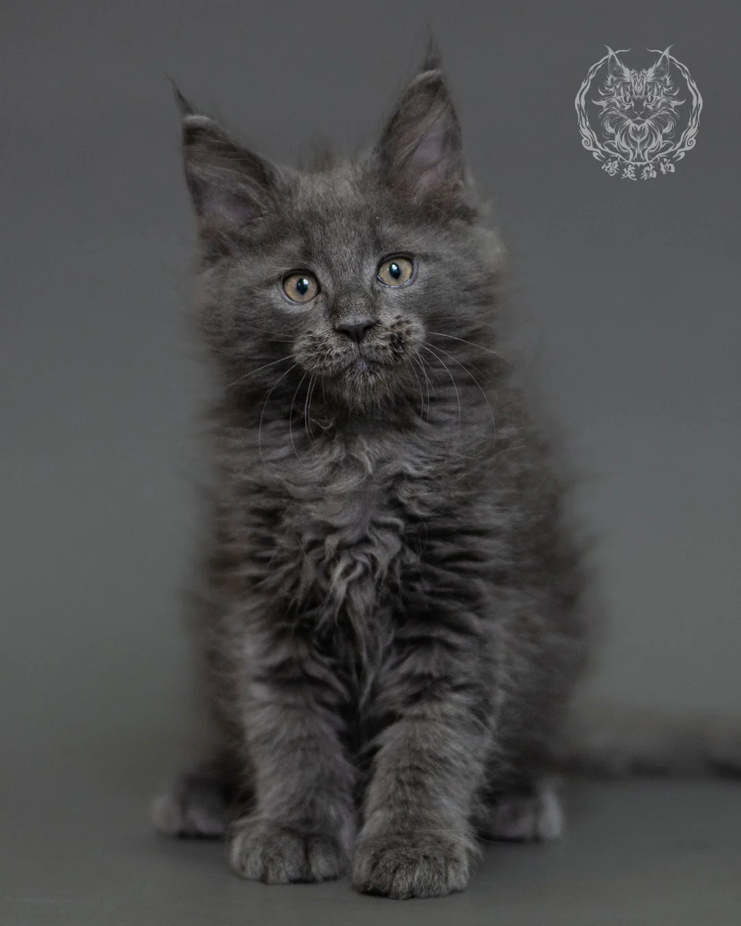 鴻炎貓坊藍煙燻緬因貓2個月特寫，blue Smoke Maine Coon Kitten 6