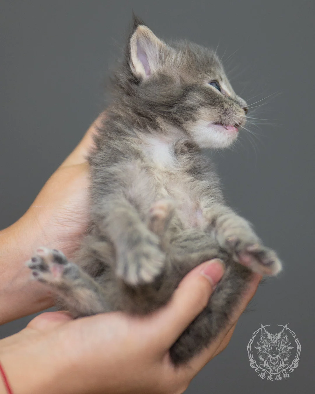 藍乳虎斑緬因貓 Blue Cream Tabby Maine Coon 4weeks Sideview 12