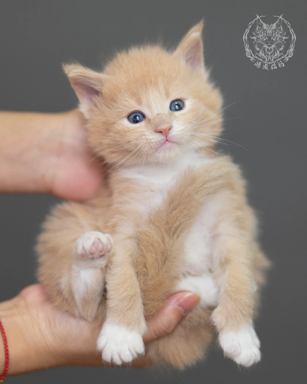 奶油虎斑緬因貓 Cream Tabby Maine Coon 4weeks Closeup 14