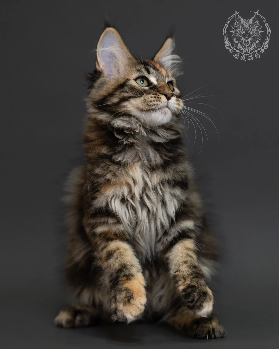 玳帽虎斑緬因貓 Tortie Tabby Maine Coon 3months Cattery Taichung 16