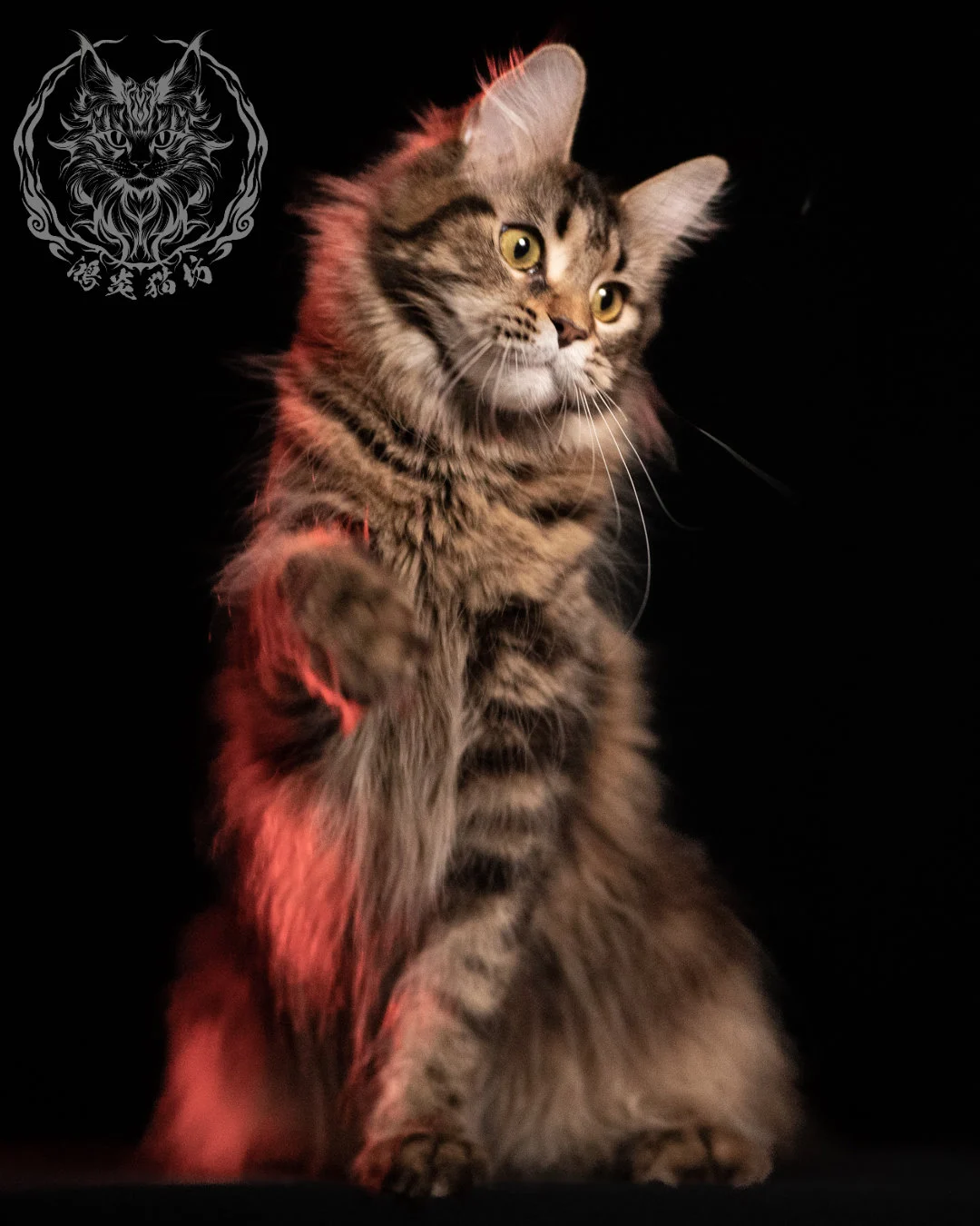 棕虎斑緬因貓 Brown Tabby Maine Coon 13months Closeup 19