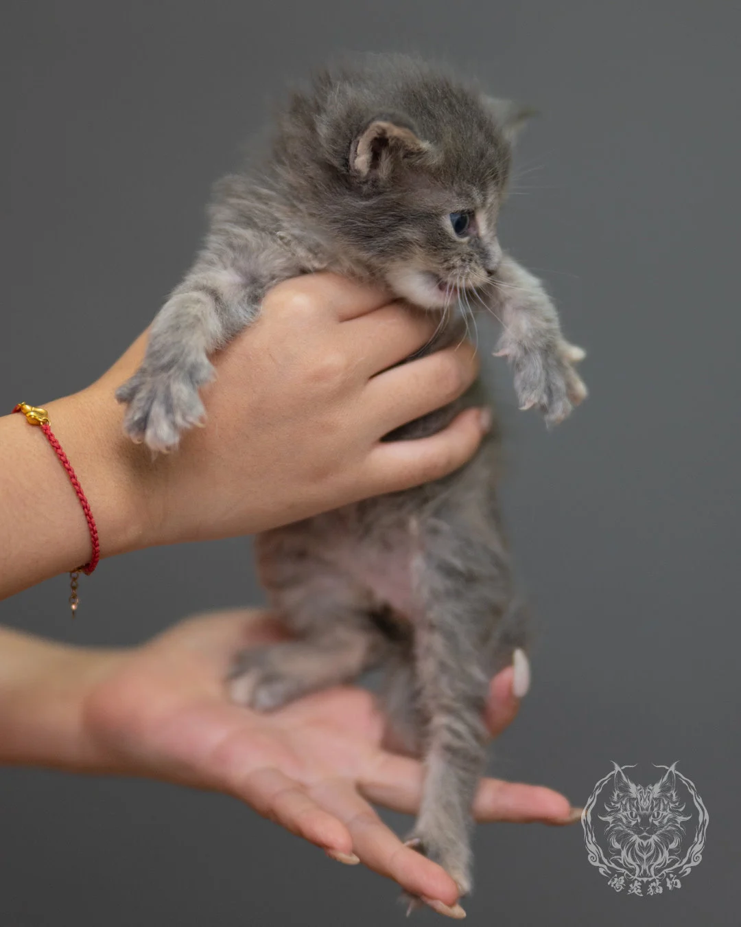 藍乳虎斑緬因貓 Blue Cream Tabby Maine Coon 4weeks Sideview 2