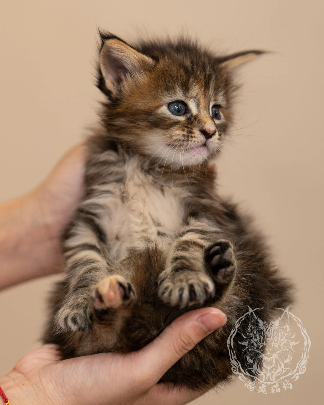 棕虎斑玳帽緬因貓 Brown Tabby Tortie Maine Coon 4weeks Closeup 11