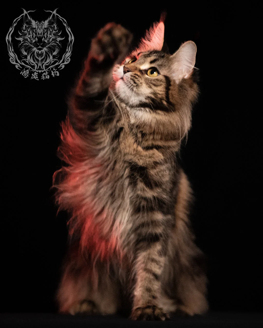 棕虎斑緬因貓 Brown Tabby Maine Coon 13months Closeup 3