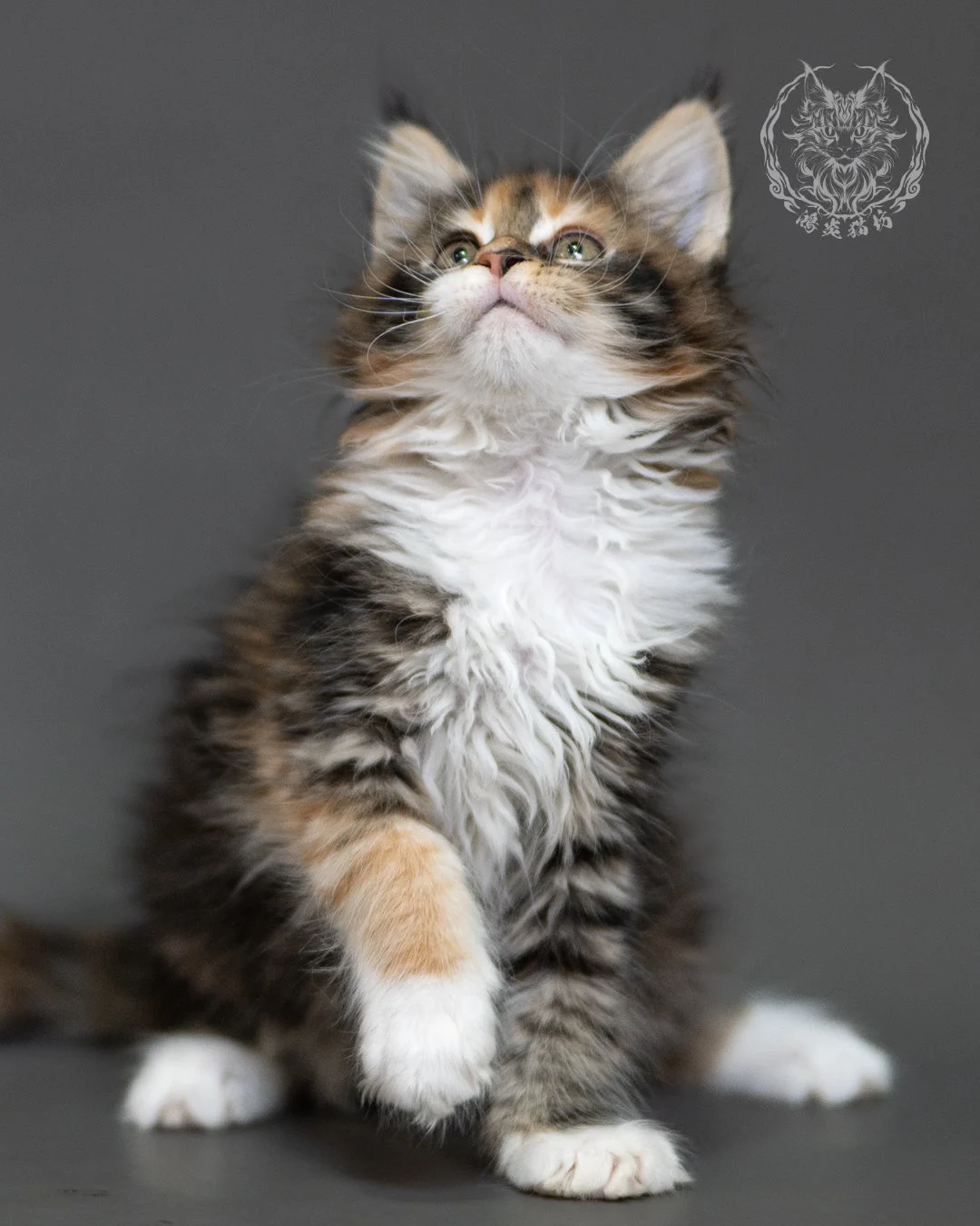 鴻炎貓坊棕虎斑玳帽緬因貓2個月,brown Torbie Maine Coon Kitten 13