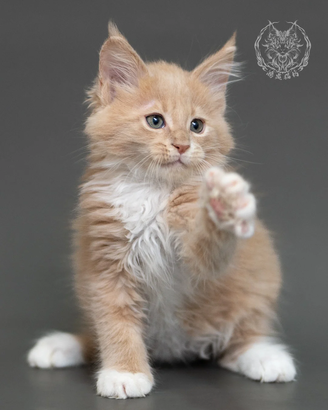 鴻炎貓坊奶油虎斑緬因貓2個月，cream Tabby Maine Coon Kitten 24