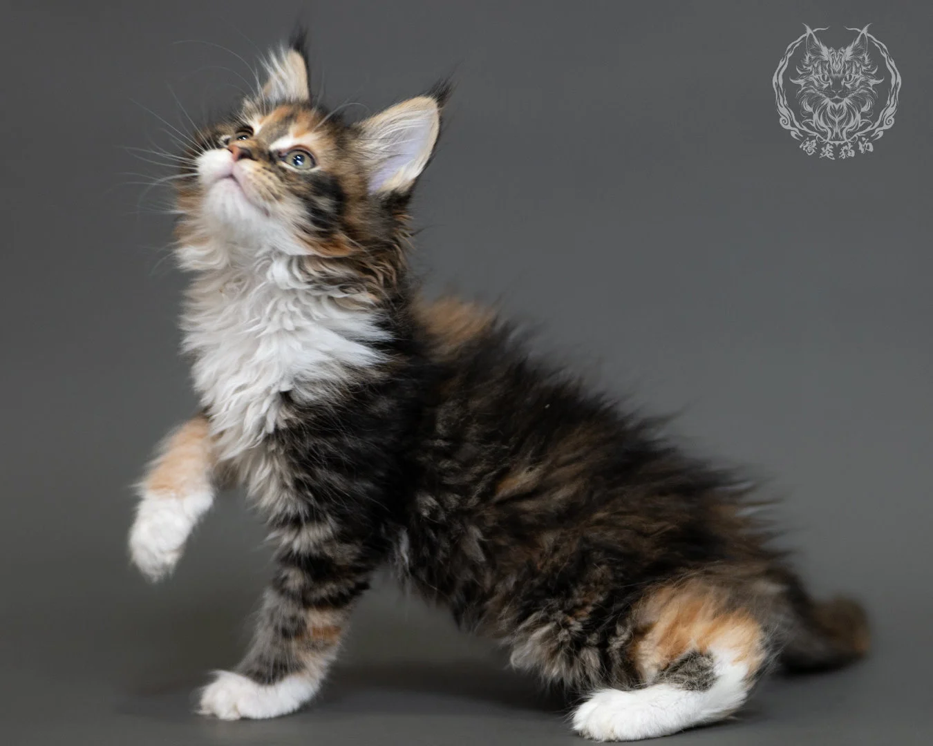 鴻炎貓坊棕虎斑玳帽緬因貓2個月,brown Torbie Maine Coon Kitten 24