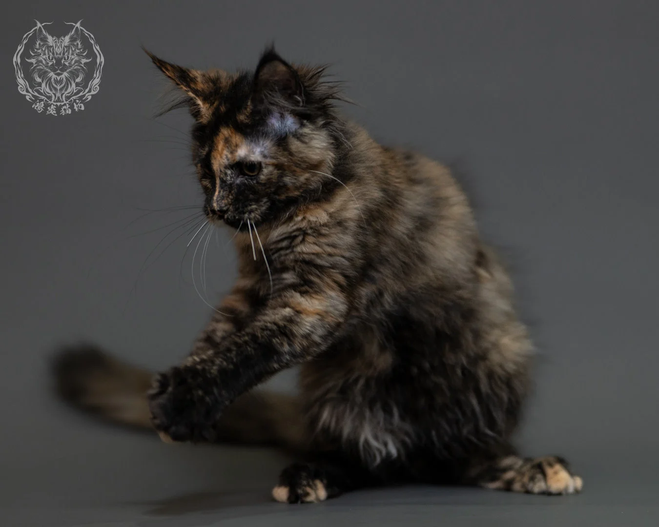 黑玳帽緬因貓 Tortoiseshell Maine Coon 3months Cattery Taichung 23