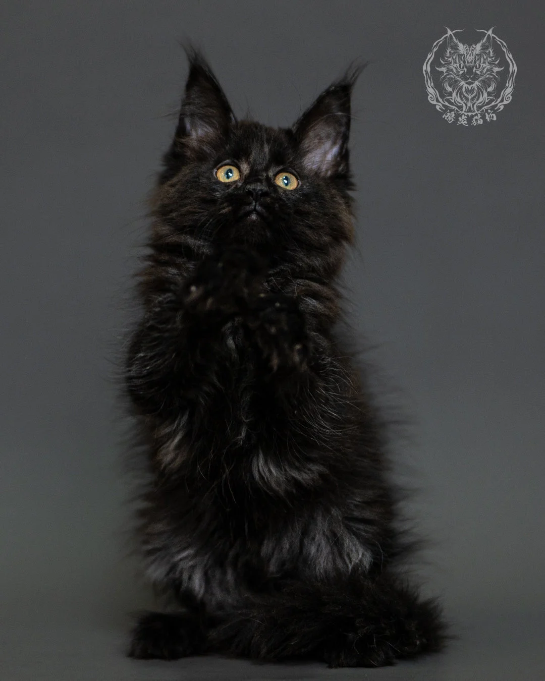 黑煙燻緬因貓 Black Smoke Maine Coon 2months Closeup 18