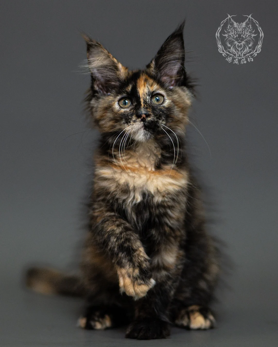 黑玳帽緬因貓 Tortoiseshell Maine Coon 2months Closeup 12