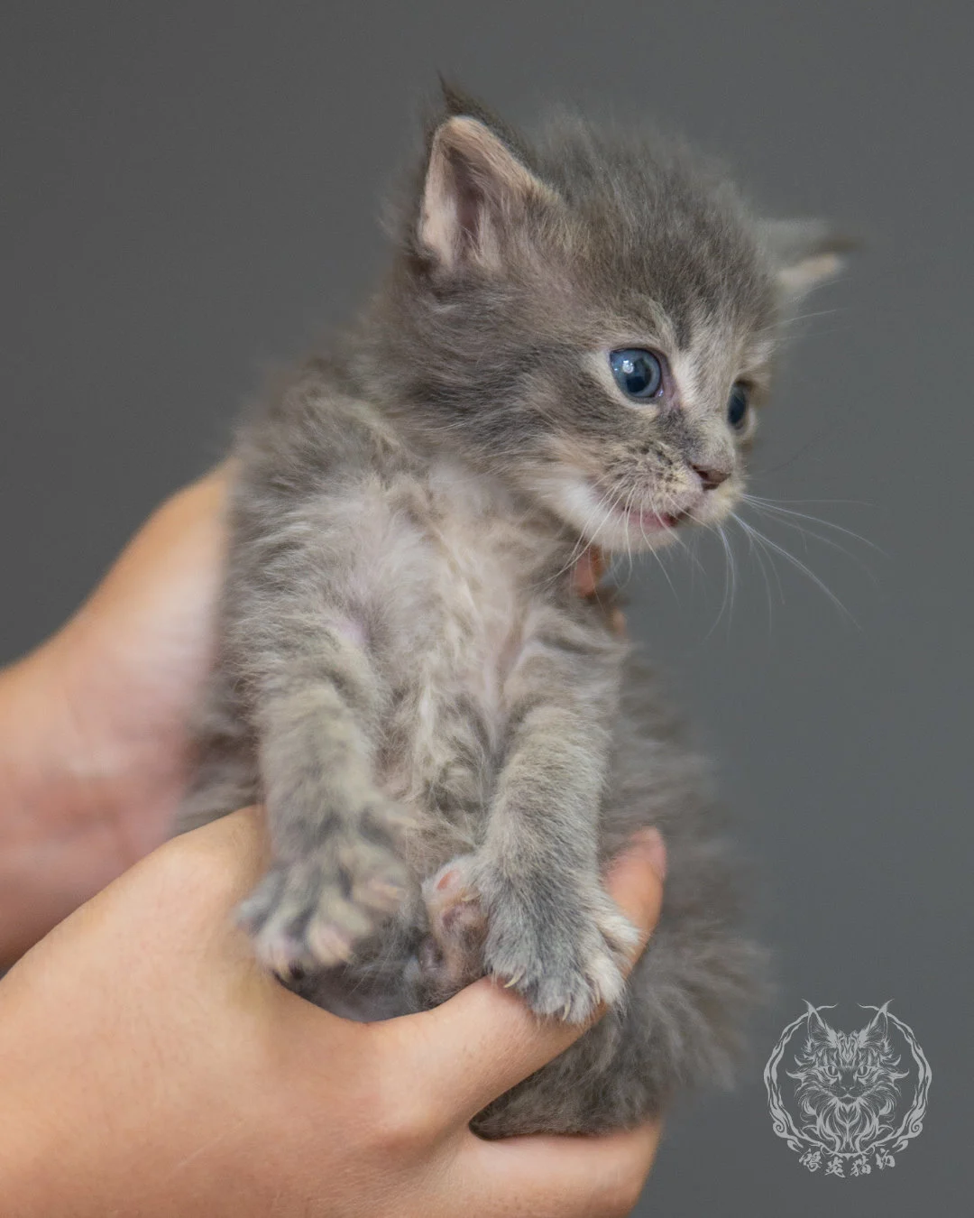藍乳虎斑緬因貓 Blue Cream Tabby Maine Coon 4weeks Sideview 9