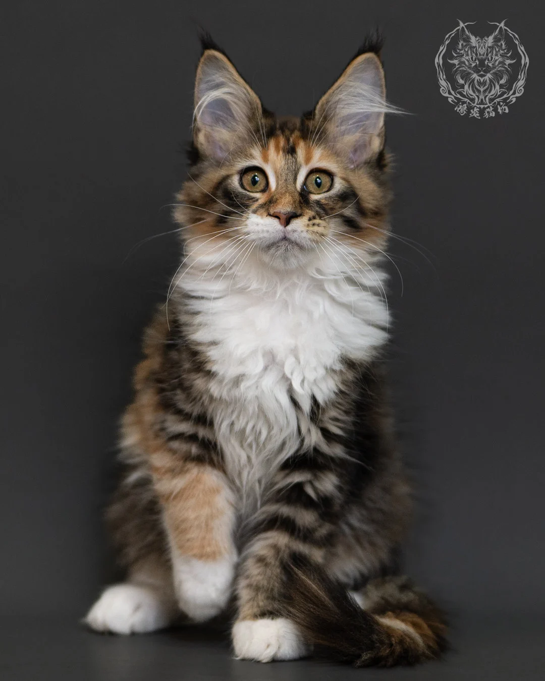 玳帽虎斑緬因貓 Tortie Tabby Maine Coon 3months Cattery Taichung 16